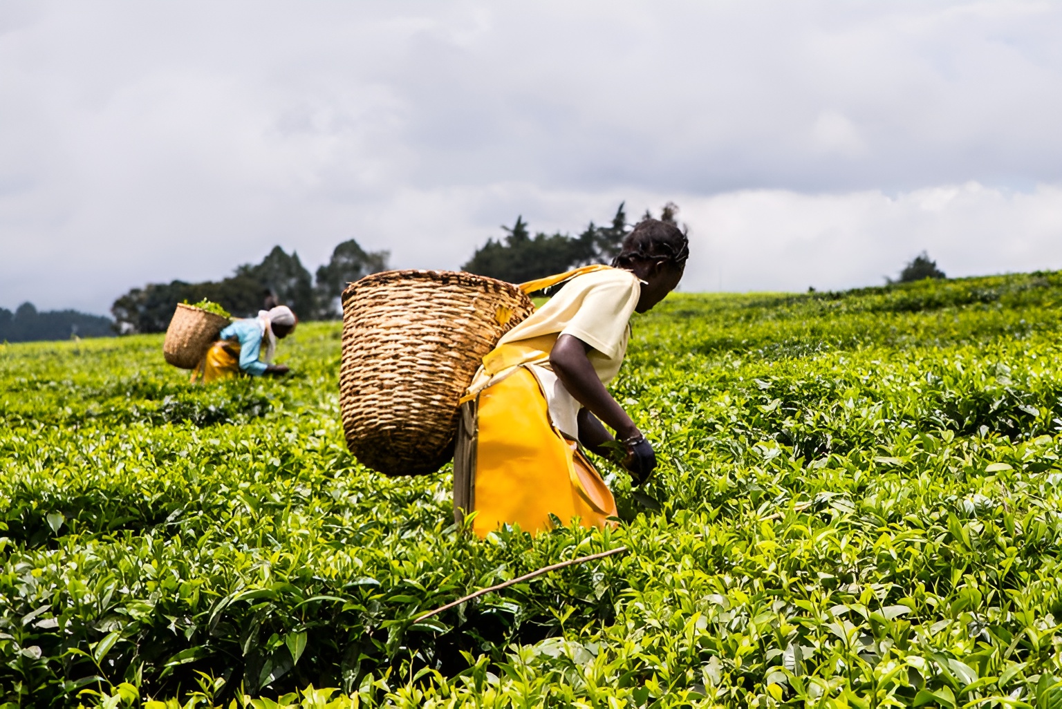 AgDevCo Secures $85 Million From European Banks To Bolster African Food Systems